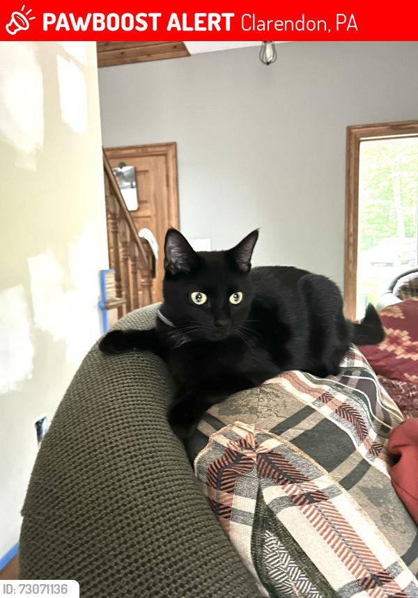 Lost Female Cat last seen Dunham mills road (hearts content), Clarendon, PA 16313