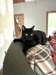 Lost Female Cat last seen Dunham mills road (hearts content), Clarendon, PA 16313