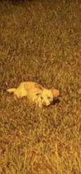 Lost Male Dog last seen Calder road across from the pool, Dickinson, TX 77539