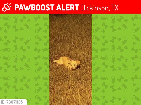 Lost Male Dog last seen Calder road across from the pool, Dickinson, TX 77539