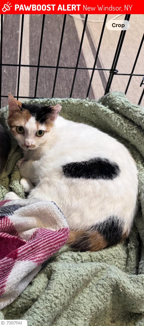Lost Female Cat last seen Near vails gate heights drive new Windsor ny , New Windsor, NY 12553