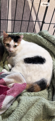 Lost Female Cat last seen Near vails gate heights drive new Windsor ny , New Windsor, NY 12553