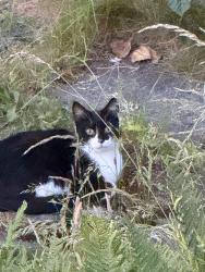 Reunited Male Cat last seen Back garden of 69 Gledhow Park Avenue, Chapel Allerton, England LS7 4JL