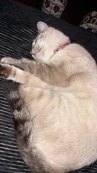 Found/Stray Male Cat last seen Near s rife besides the bridge, Rogers, AR 72758