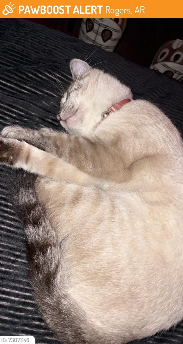 Found/Stray Male Cat last seen Near s rife besides the bridge, Rogers, AR 72758