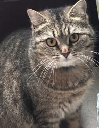 Reunited Female Cat last seen Garvaghy road, ballyoran heights., Portadown, Northern Ireland 