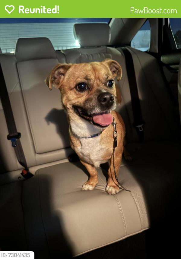 Reunited Male Dog last seen Illinois Ave  and Route 25, Aurora, IL 60505
