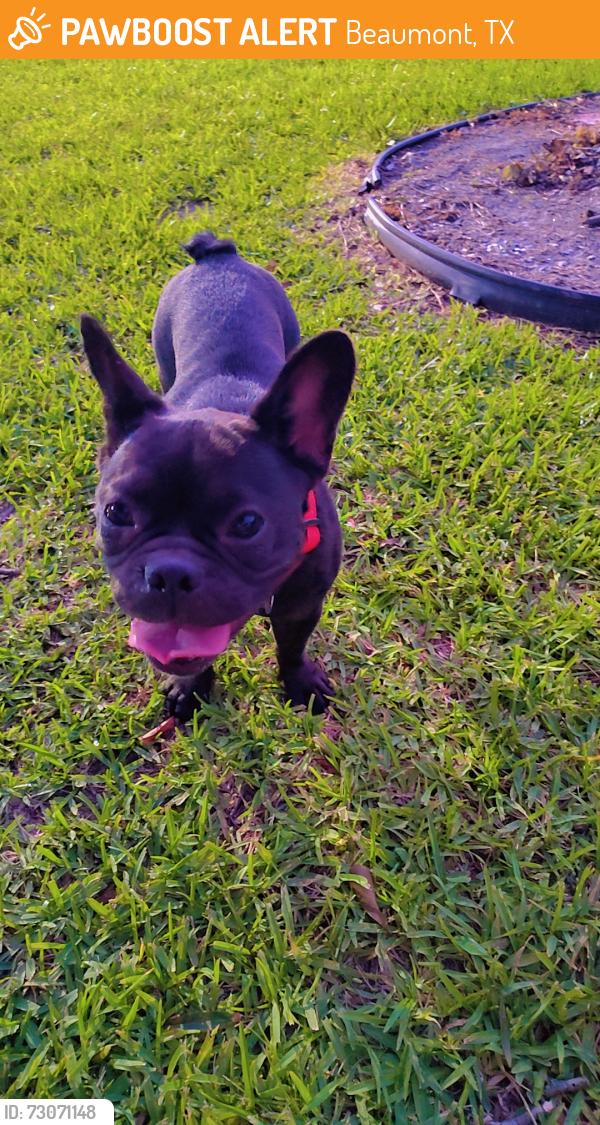 Found/Stray Female Dog last seen French Rd (near museum), Beaumont, TX 77703