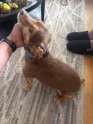 Lost Male Dog last seen Near Ogden st , City of Orange, NJ 07050