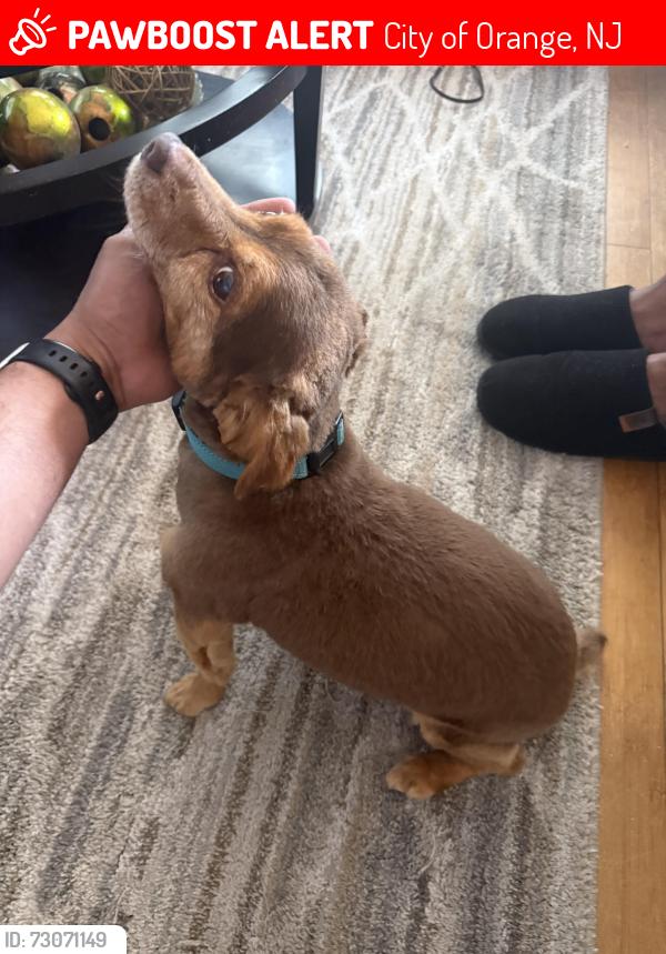 Lost Male Dog last seen Near Ogden st , City of Orange, NJ 07050