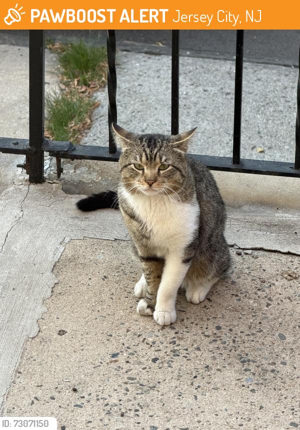 Found/Stray Unknown Cat last seen Sherman Ave & Bowers, Jersey City, NJ 07307