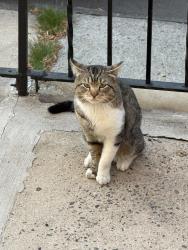 Found/Stray Unknown Cat last seen Sherman Ave & Bowers, Jersey City, NJ 07307