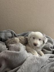 Lost Female Dog last seen 169th st e, Lake Los Angeles, CA 93591