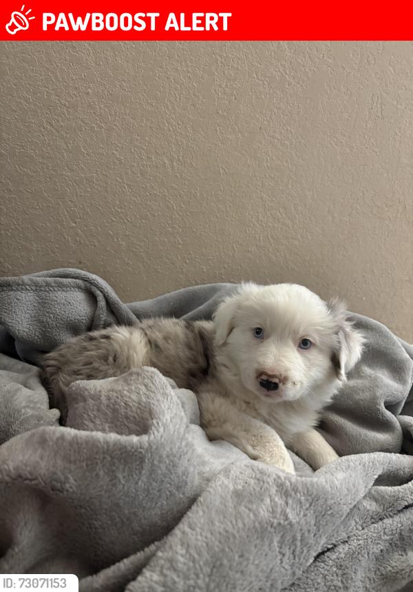 Lost Female Dog last seen 169th st e, Lake Los Angeles, CA 93591