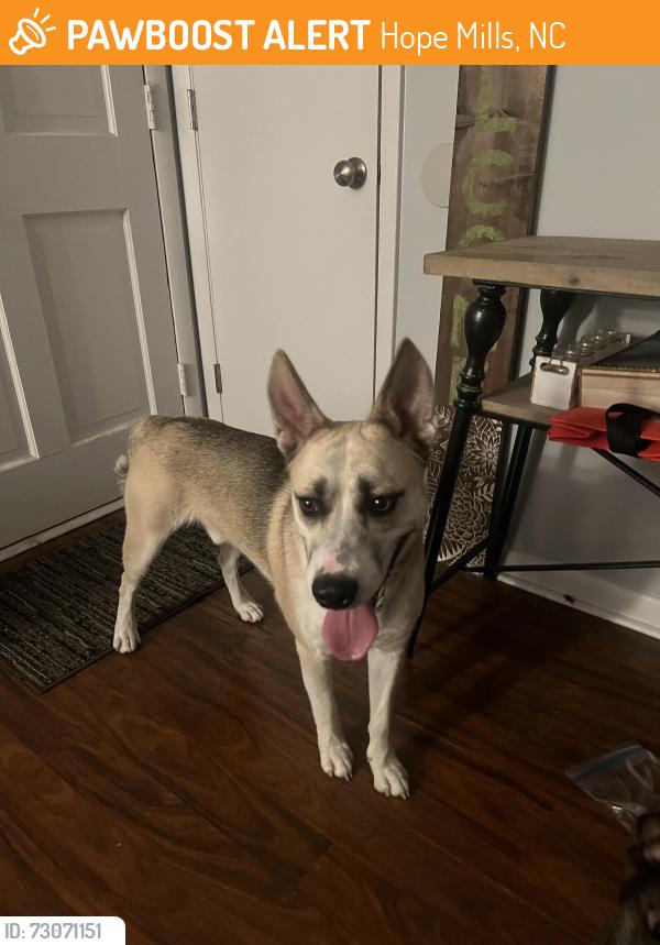 Found/Stray Male Dog last seen Woolard Drive, Hope Mills, NC 28348