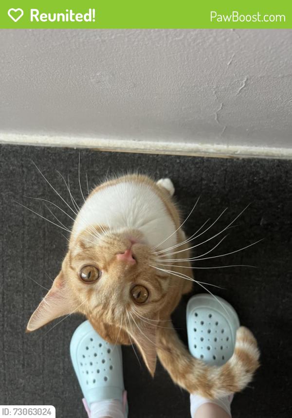 Reunited Male Cat last seen prospect row chatham kent , Medway, England 