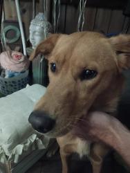 Found/Stray Female Dog last seen 5th St N & 18th Ave N, Nampa, ID 83687