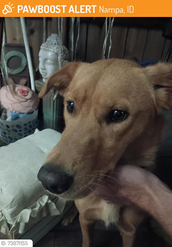 Found/Stray Female Dog last seen 5th St N & 18th Ave N, Nampa, ID 83687