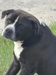Found/Stray Unknown Dog last seen Ohio and Curtis, Detroit, MI 48221