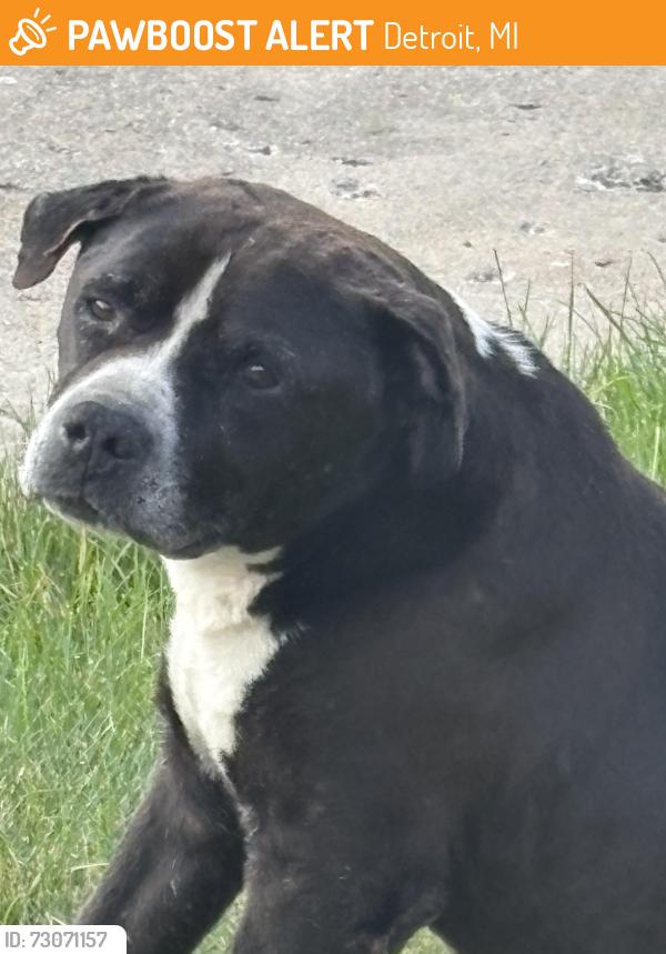 Found/Stray Unknown Dog last seen Ohio and Curtis, Detroit, MI 48221