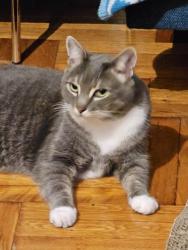 Reunited Male Cat last seen 28th Street & 3rd Avenue, New York, NY 10016