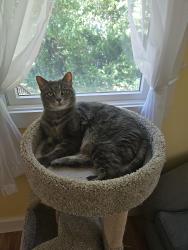 Reunited Female Cat last seen Mailboxes by the end of Oliver St, Mattapoisett, MA 02739