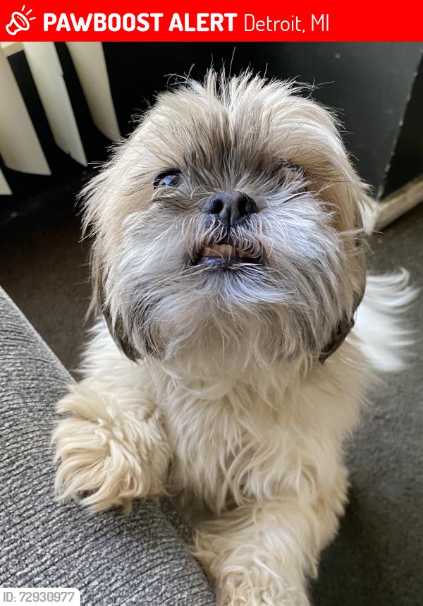 Lost Female Dog last seen Near manor 48222, Detroit, MI 48235