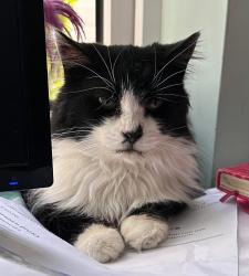 Reunited Male Cat last seen Newhall Nature Reserve, Birmingham, England B76