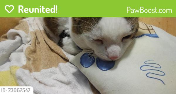 Reunited Female Cat last seen Florence ave, Kitchener, ON N2A