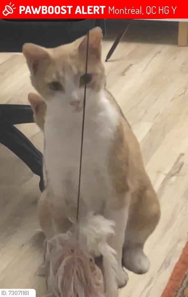 Lost Female Cat last seen Beaubien and Marquette, Montréal, QC H2G 2Y3