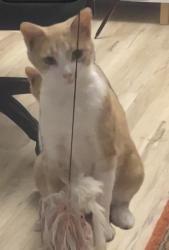Lost Female Cat last seen Beaubien and Marquette, Montréal, QC H2G 2Y3