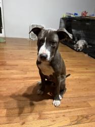 Found/Stray Male Dog last seen Overlook Rd. Augusta, Ga. Off Richmond Hill Rd, Augusta, GA 30906