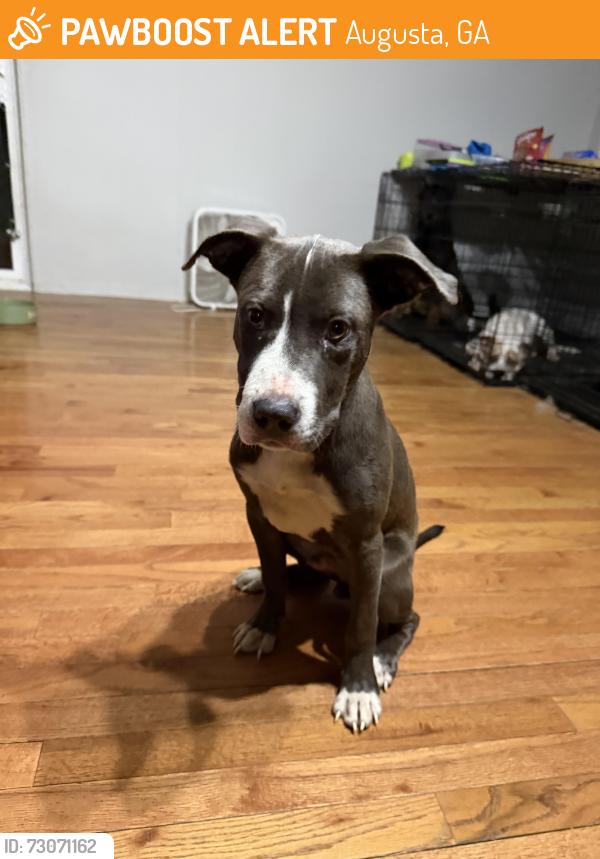 Found/Stray Male Dog last seen Overlook Rd. Augusta, Ga. Off Richmond Hill Rd, Augusta, GA 30906