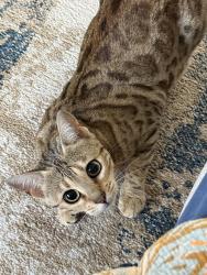 Lost Female Cat last seen Mountain rd, Lovettsville, VA 20180
