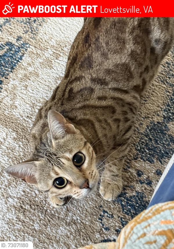 Lost Female Cat last seen Mountain rd, Lovettsville, VA 20180