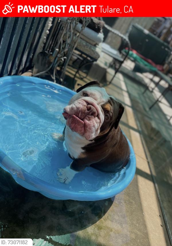 Lost Female Dog last seen Laspina & bardsley or laspina and Paige, Tulare, CA 93274