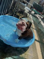 Lost Female Dog last seen Laspina & bardsley or laspina and Paige, Tulare, CA 93274