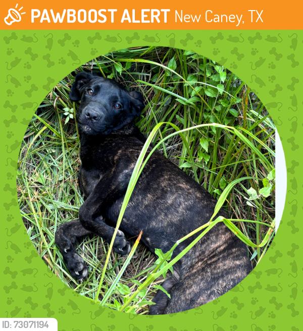 Found/Stray Female Dog last seen Laura ln and Kent, New Caney, TX 77357
