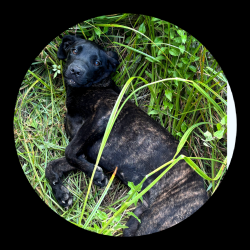 Found/Stray Female Dog last seen Laura ln and Kent, New Caney, TX 77357