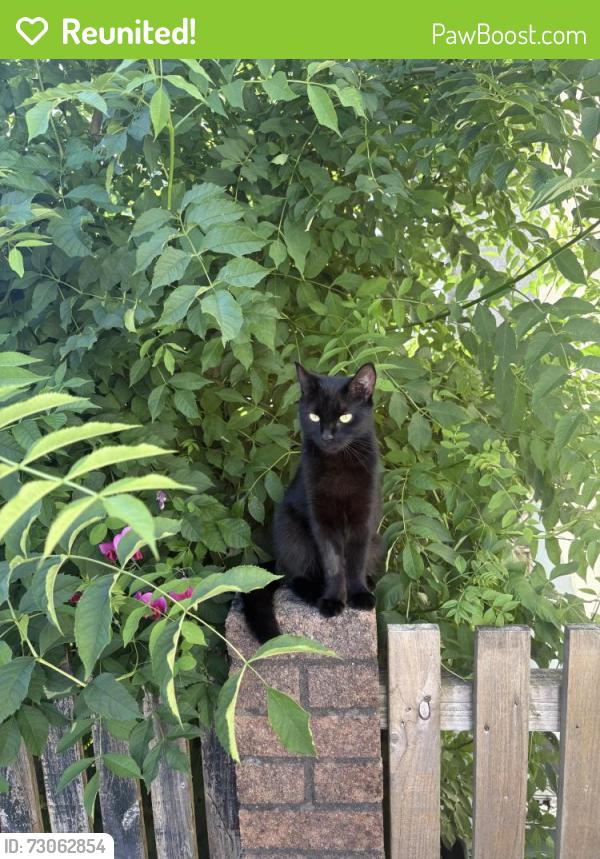 Reunited Female Cat last seen Willowtown primary school, Blaenau Gwent, Wales NP23 6NG