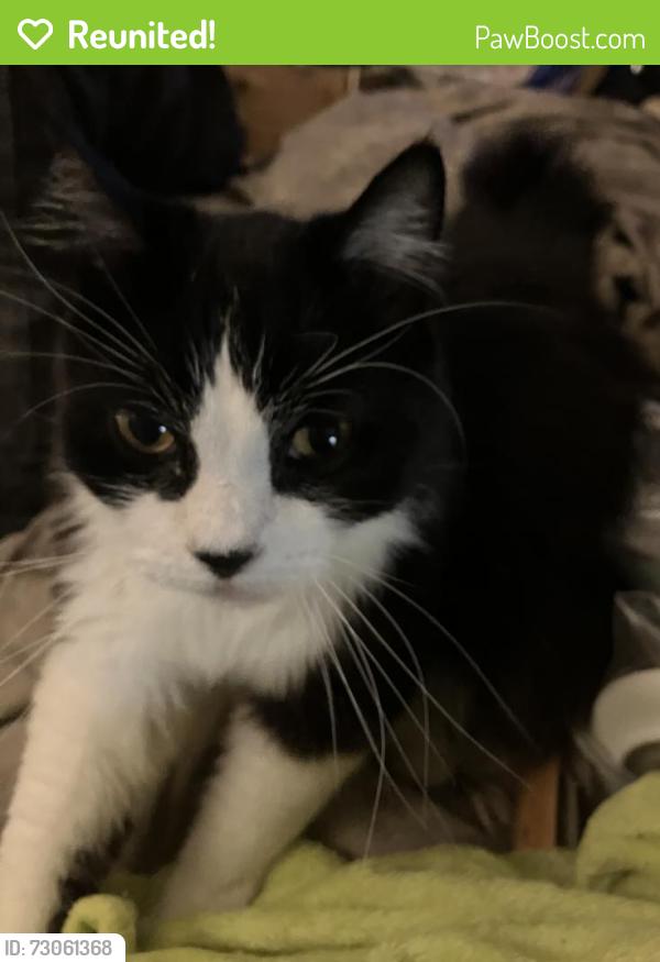 Reunited Male Cat last seen lower ferry road, DOT, Ewing Township, NJ 08628