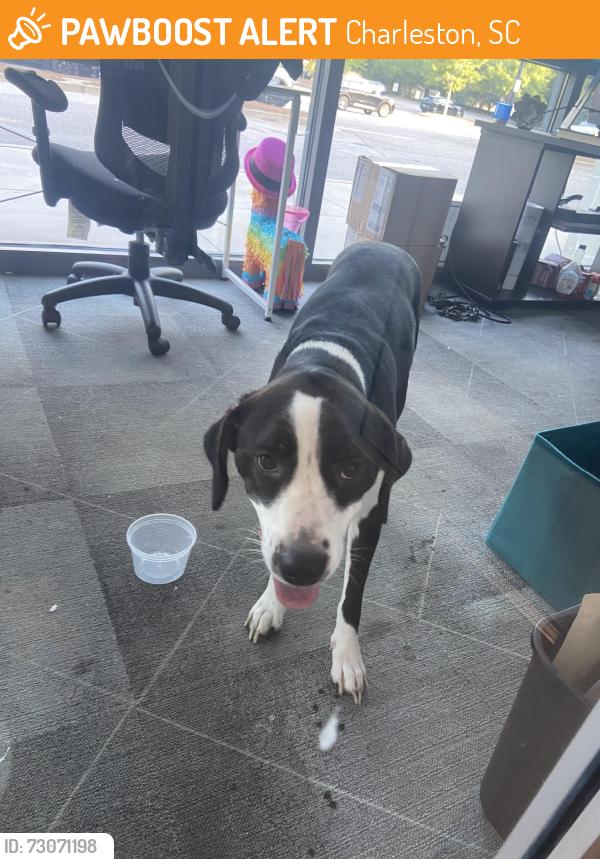 Found/Stray Unknown Dog last seen Now in O2 fitness!, Charleston, SC 29412