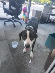 Found/Stray Unknown Dog last seen Now in O2 fitness!, Charleston, SC 29412