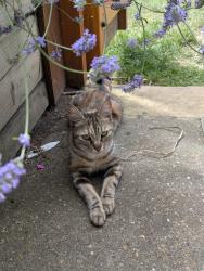 Found/Stray Female Cat last seen Jamaica Road, Greater London, England SE16 4UX