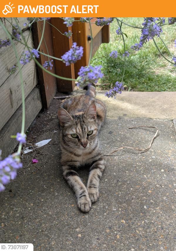 Found/Stray Female Cat last seen Jamaica Road, Greater London, England SE16 4UX