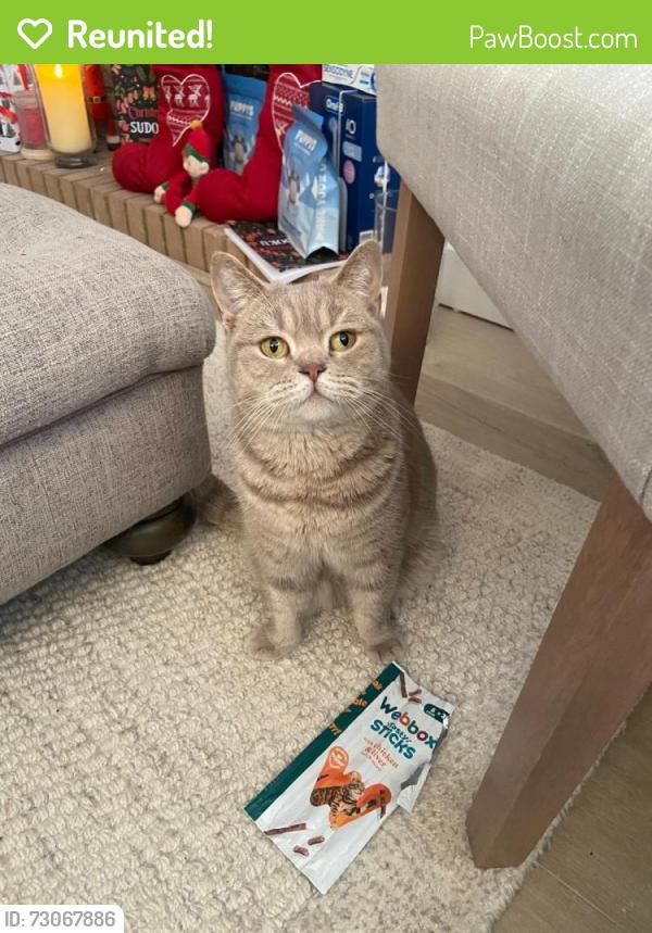Reunited Female Cat last seen Queen Mary’s Drive, New Haw, Woodham, England KT15 3TW