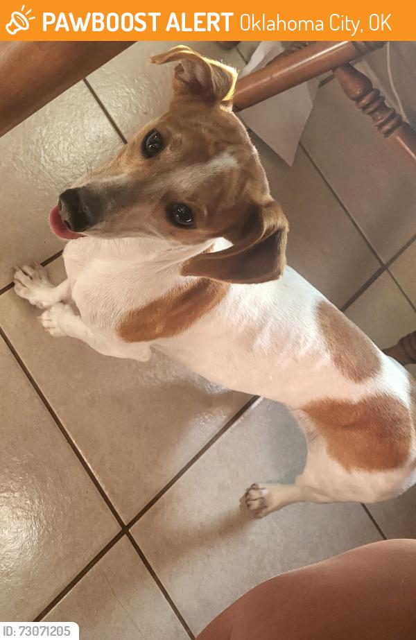 Found/Stray Male Dog last seen Nw 10th and Olverholser Dr, Oklahoma City, OK 73127