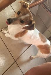 Found/Stray Male Dog last seen Nw 10th and Olverholser Dr, Oklahoma City, OK 73127