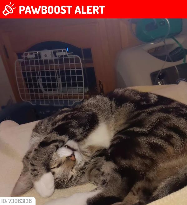 Lost Male Cat last seen Friendship  Road and Standish  drive, Howell Township, NJ 07731