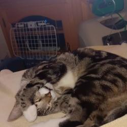 Lost Male Cat last seen Friendship  Road and Standish  drive, Howell Township, NJ 07731